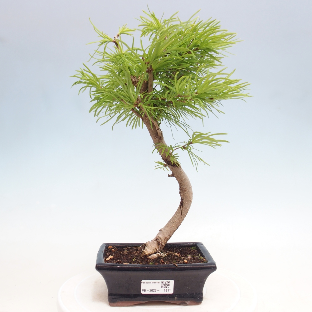 Vonkajšie bonsaje - Pseudolarix amabis-Pseudolarix amabis