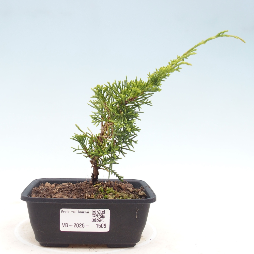 Vonkajší bonsai - Juniperus chinensis Itoigawa -Jalovec čínsky