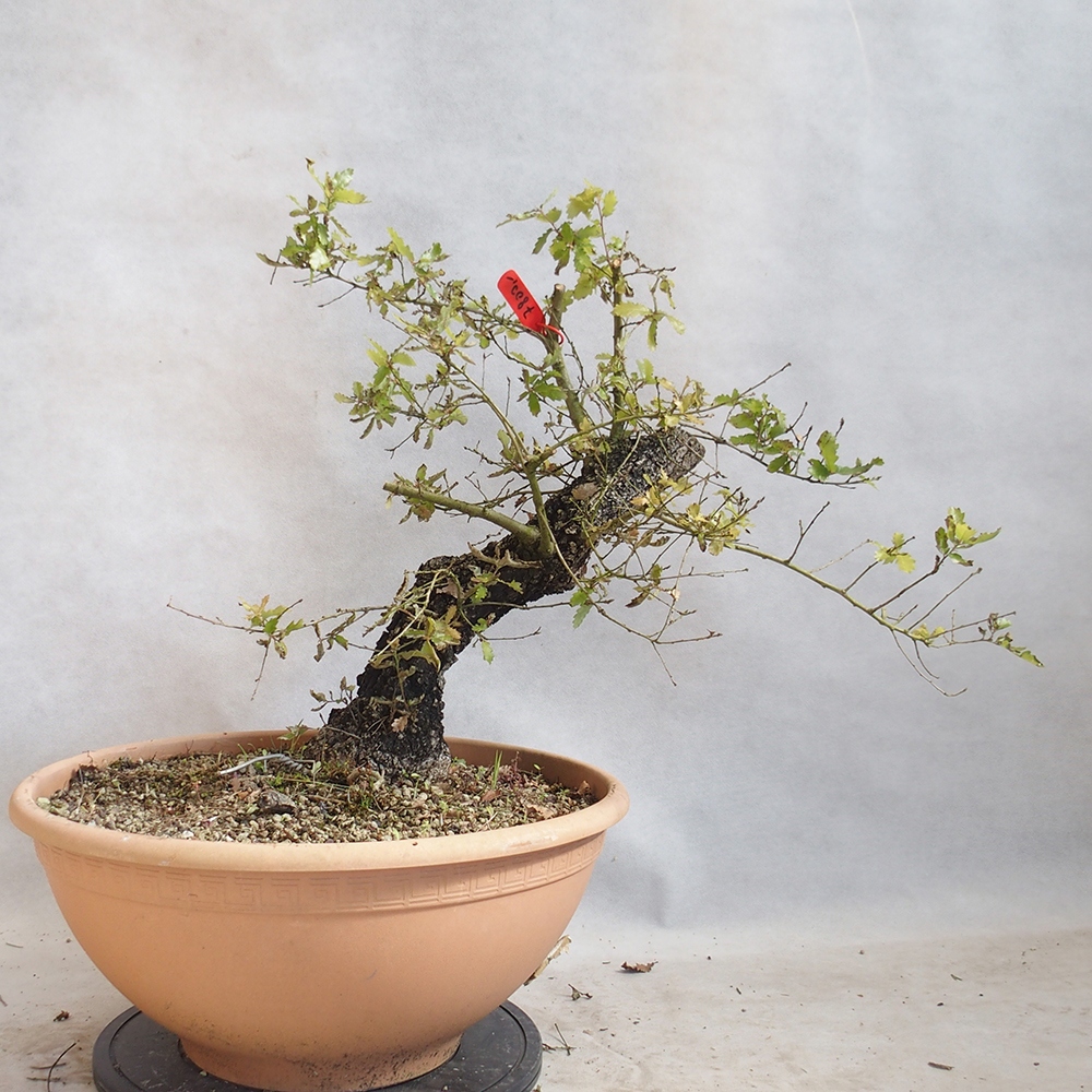 Vonkajší bonsai Quercus Cerris - Dub Cer
