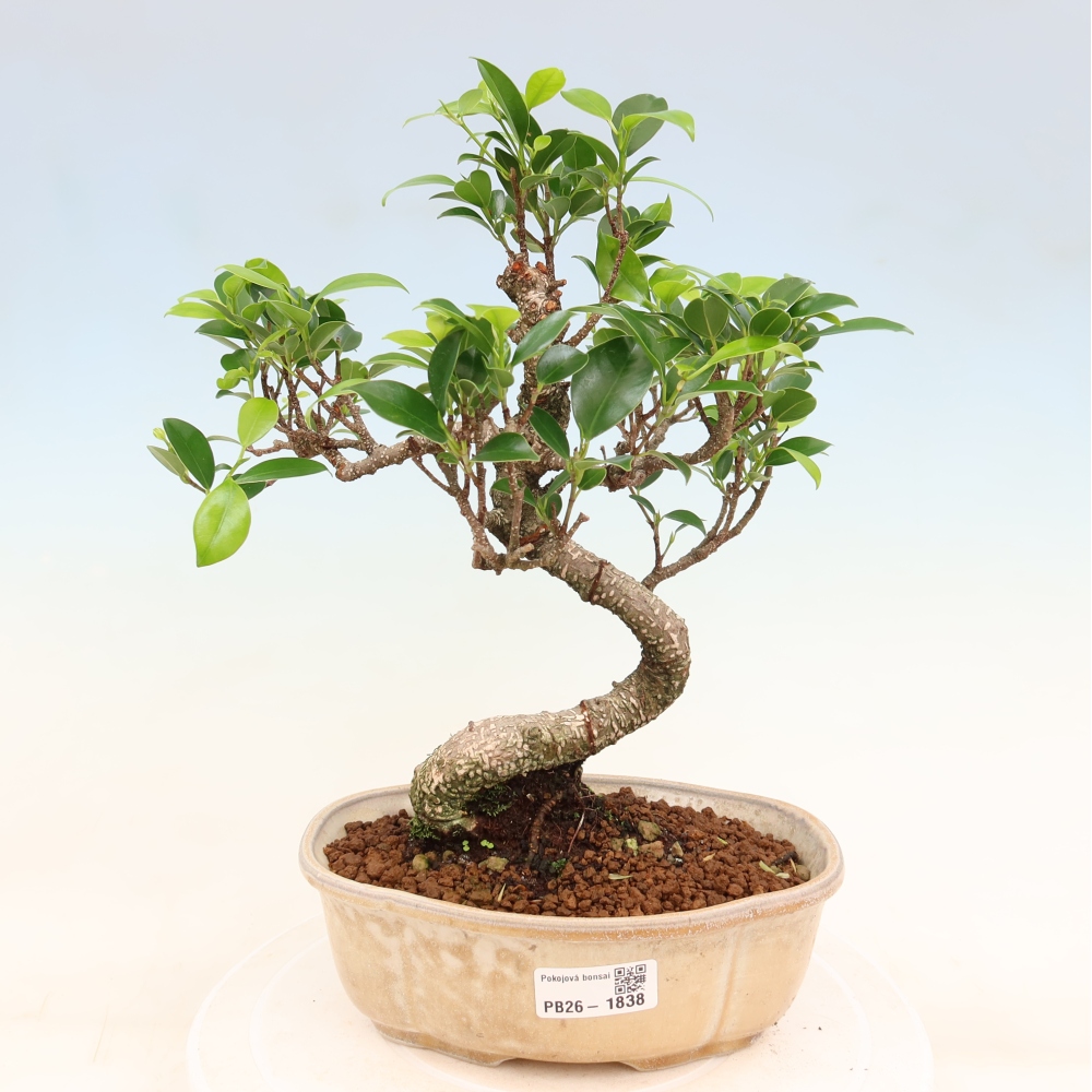 Izbový bonsaj - Ficus retusa - drobnolistý fikus