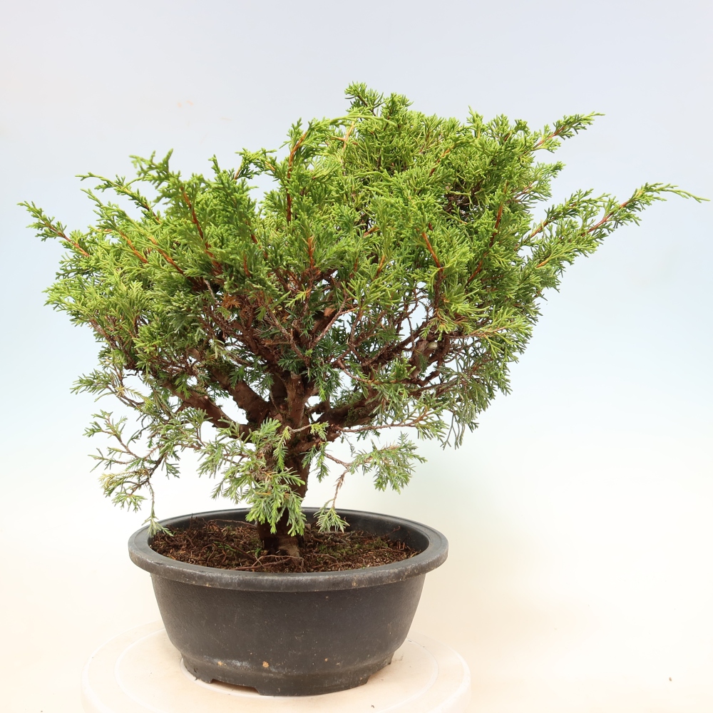 Vonkajší bonsai – Juniperus chinensis Itoigawa – čínsky jalovec