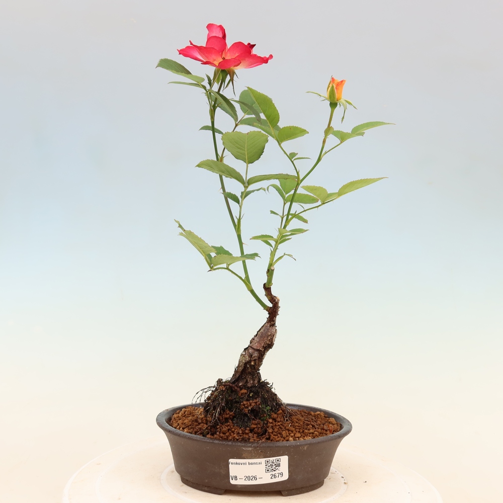 Vonkajšie bonsaje – Rosa Kordes – ruže