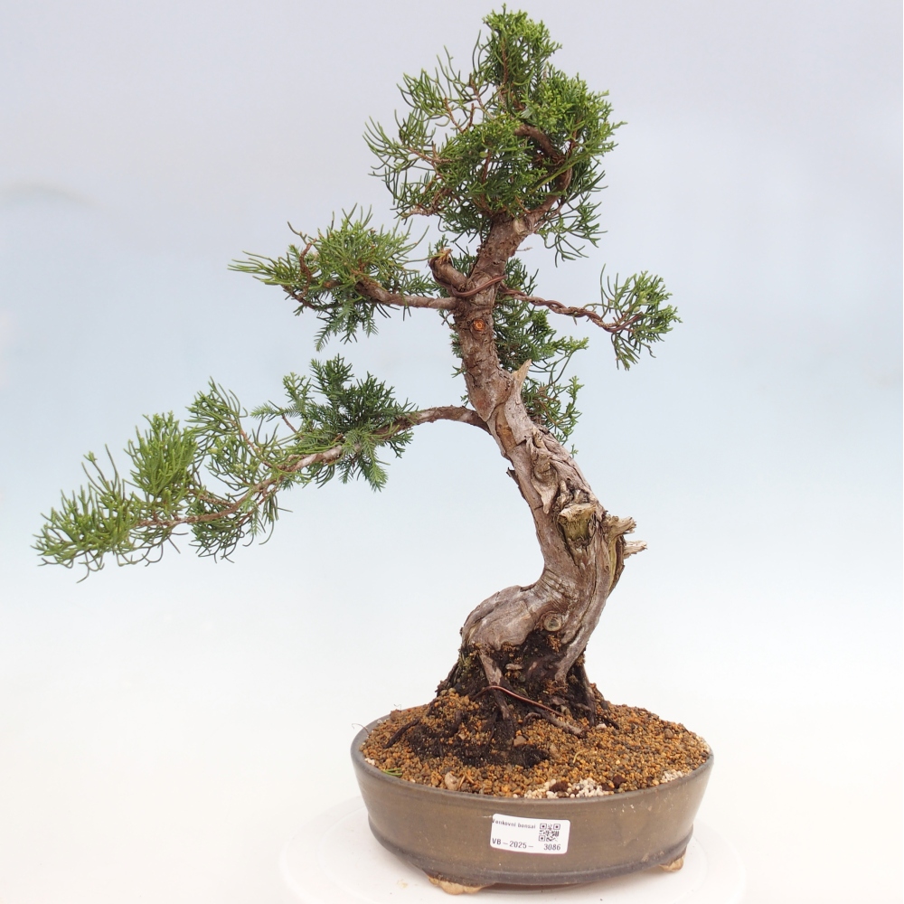 Vonkajší bonsai - Juniperus chinensis Itoigawa -Jalovec čínsky