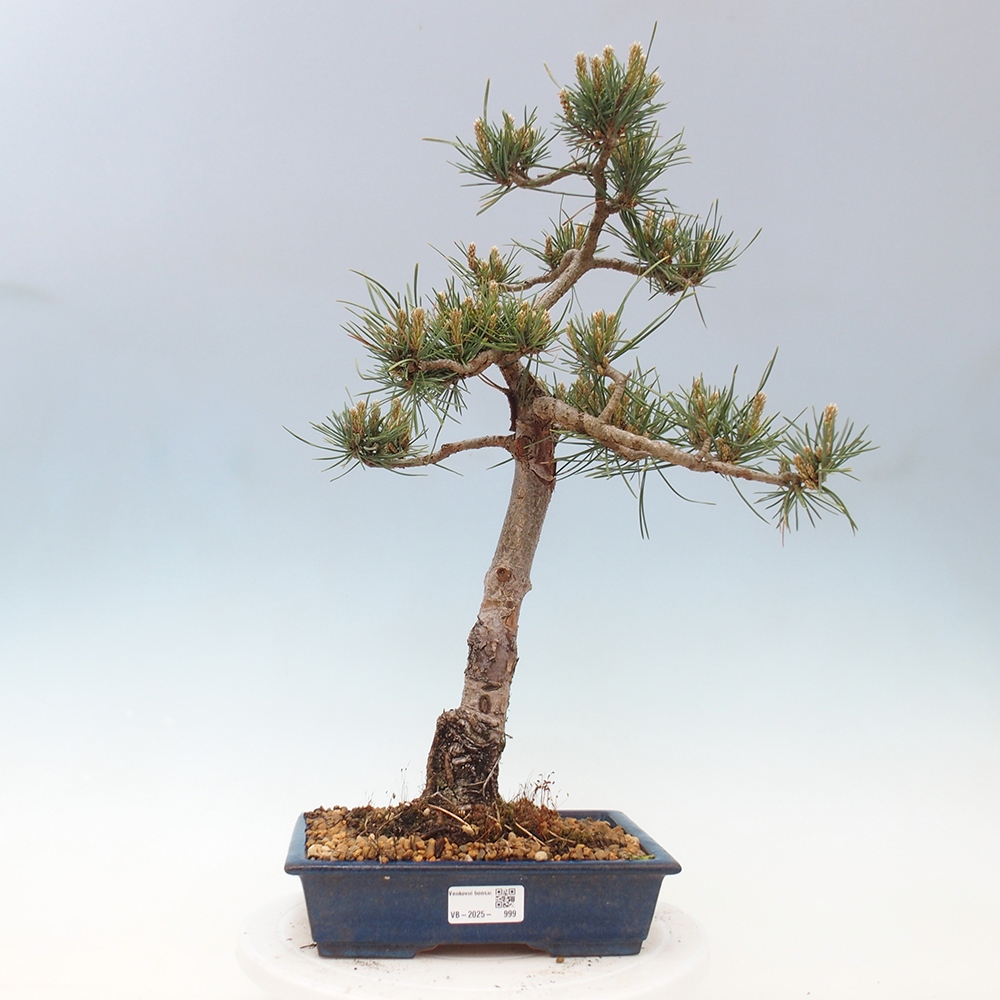 Vonkajšie bonsai - Pinus Sylvestris - Borovica lesná