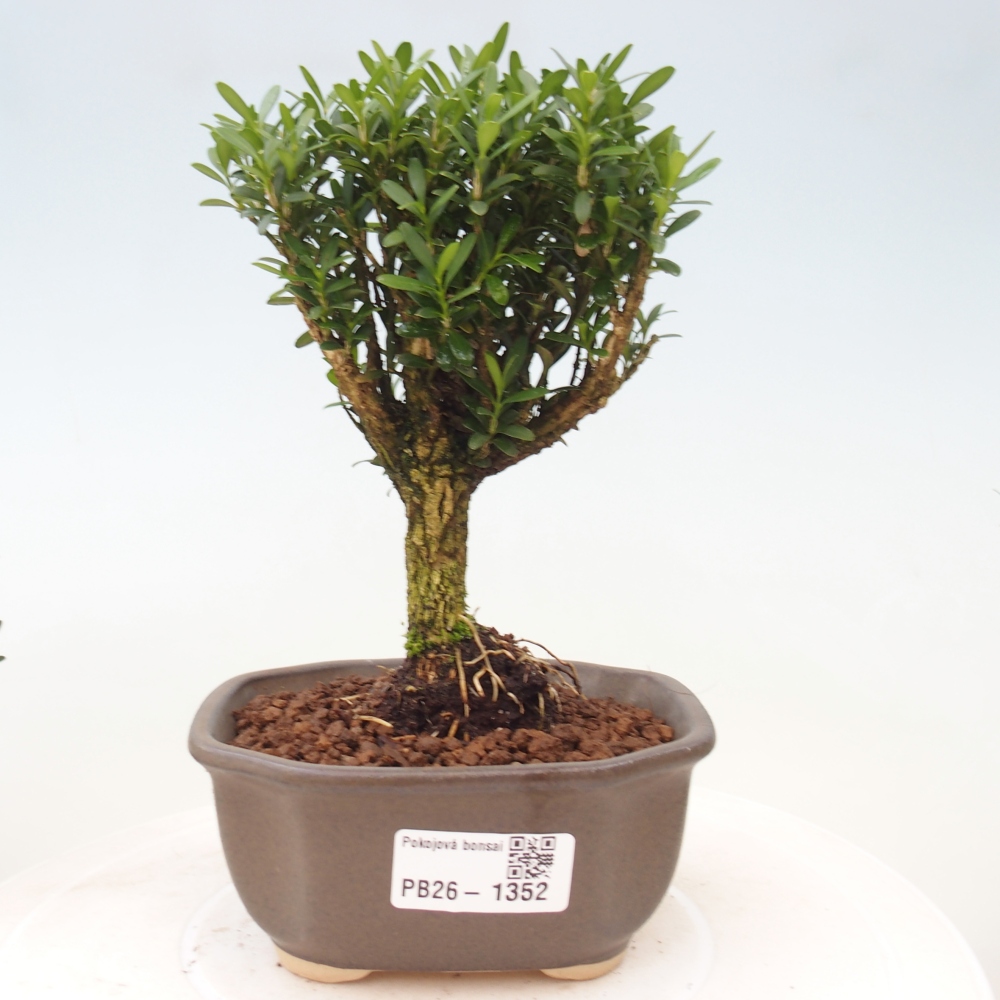 Izbové bonsaje - Buxus harlandii - korkový buxus