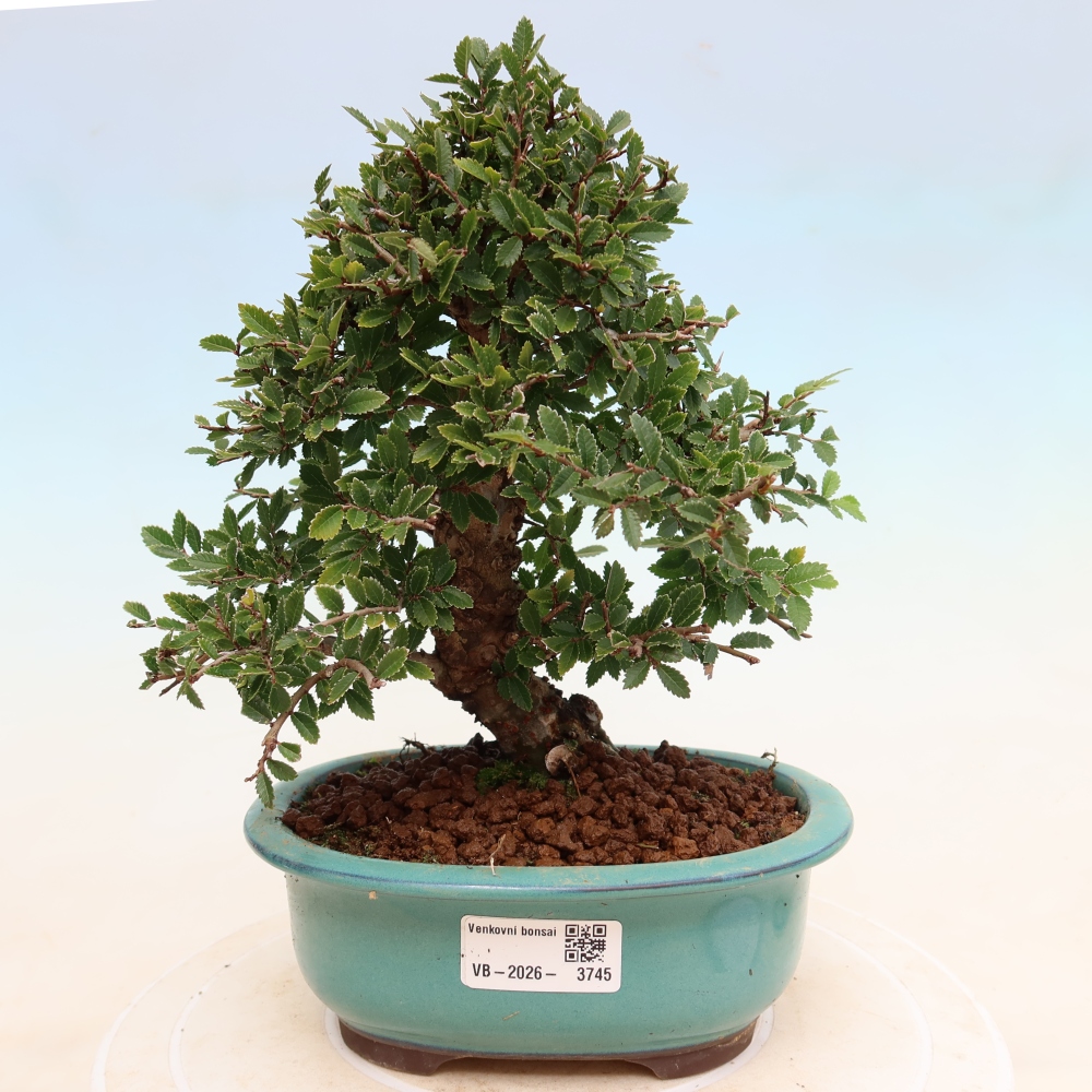 Vonkajšie bonsaje - Zelkova - Zelkova NIRE