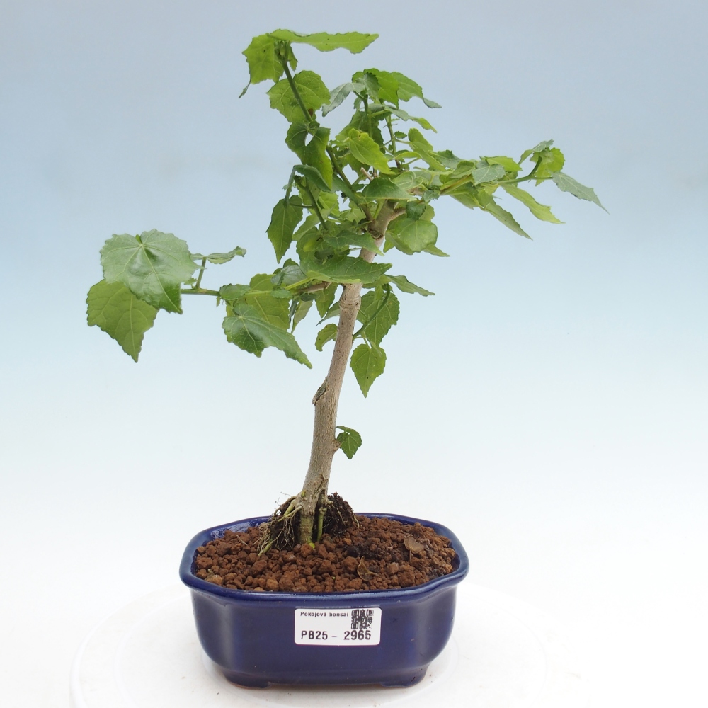 Izbová bonsai - Malvaviscus arboreus - ibištekovec drevnatý