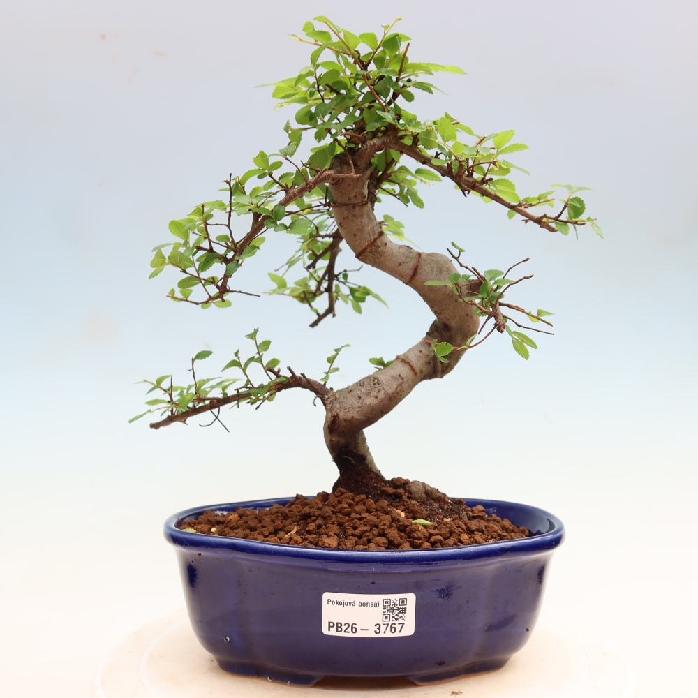 Izbový bonsaj - Ulmus parvifolia - brest malolistý