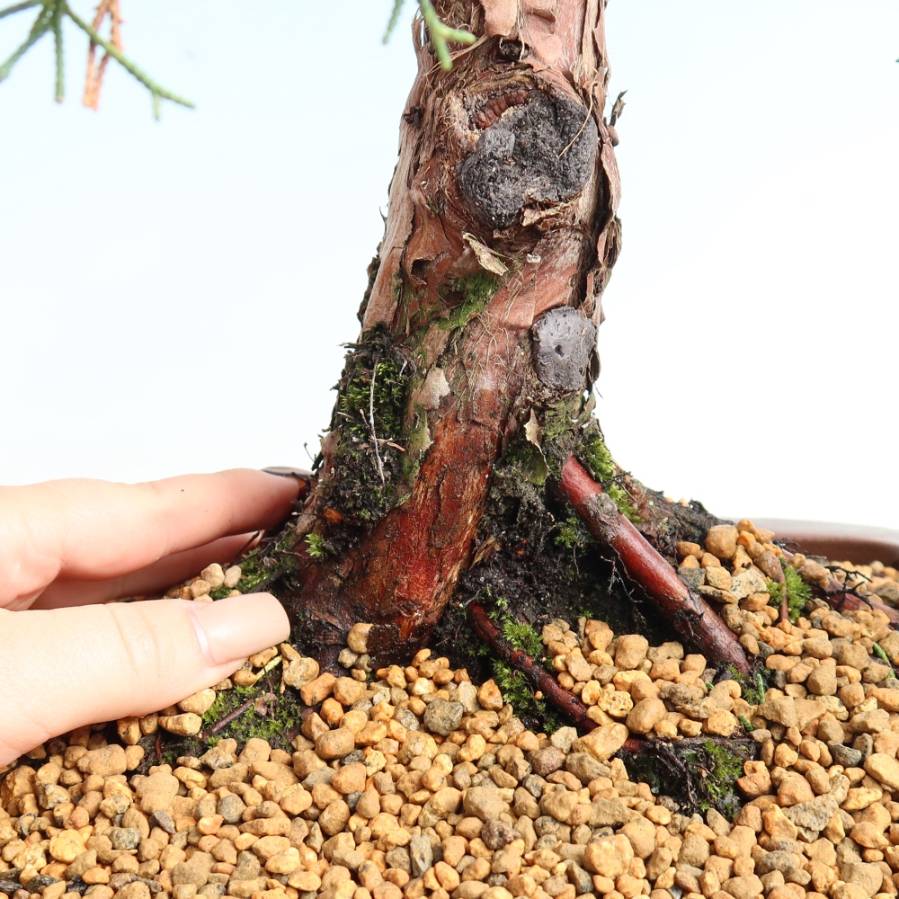 Vonkajší bonsaj - Juniperus chinensis Kishu