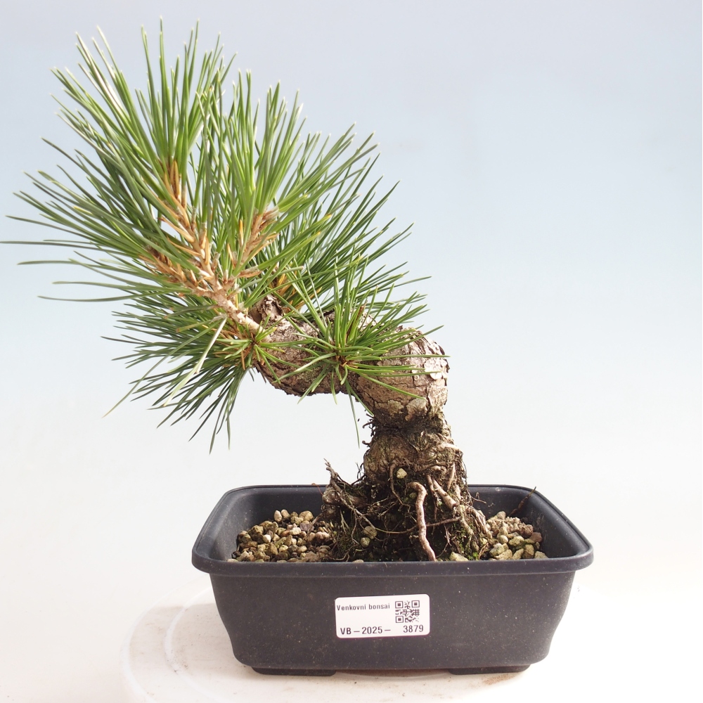 Vonkajšie bonsaje - Pinus thunbergii - borovica Thunbergova