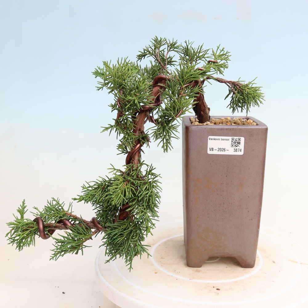 Vonkajší bonsaj - Juniperus chinensis Kishu