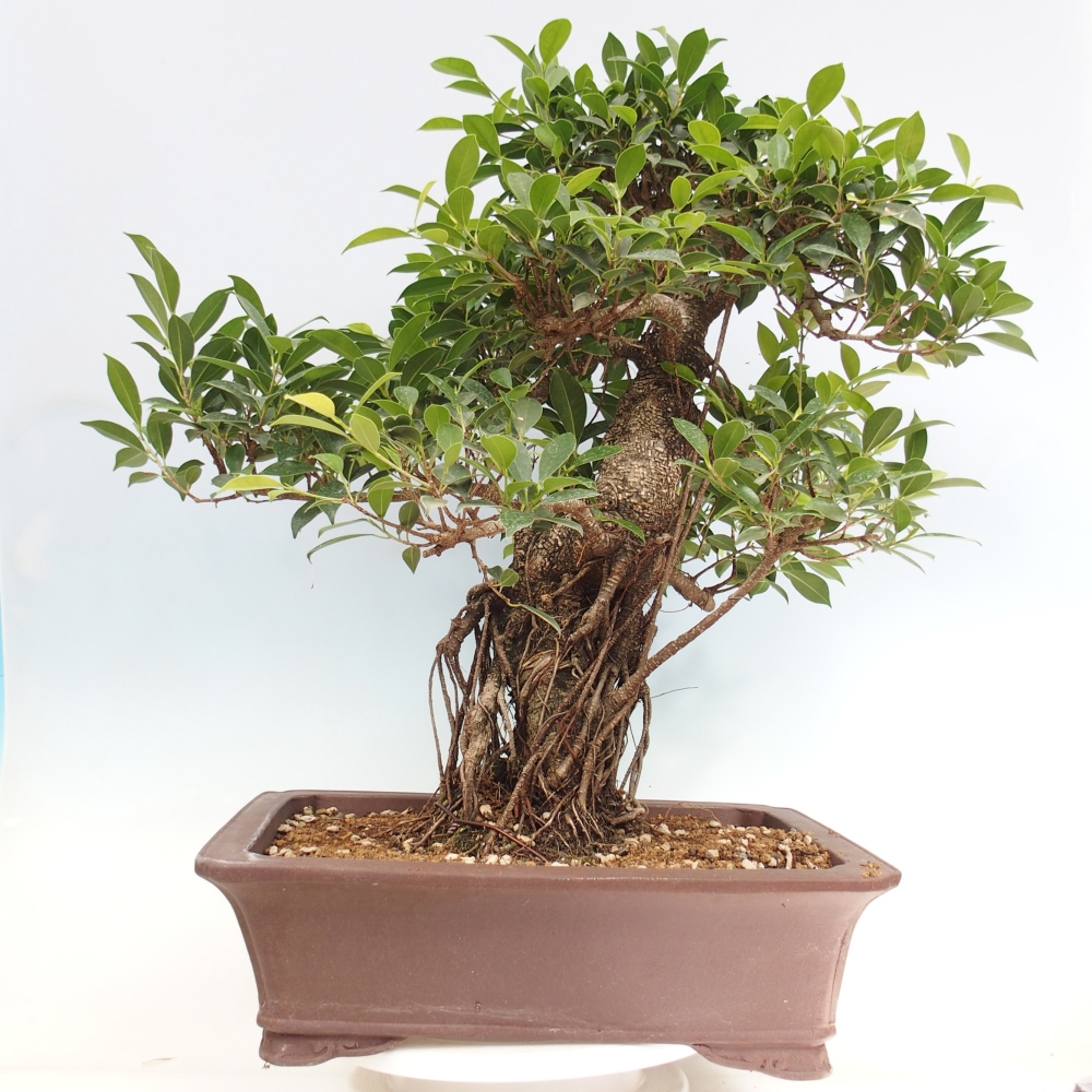 Izbový bonsaj - Ficus kimmen - drobnolistý fikus - len osobný odber alebo preprava na paletách