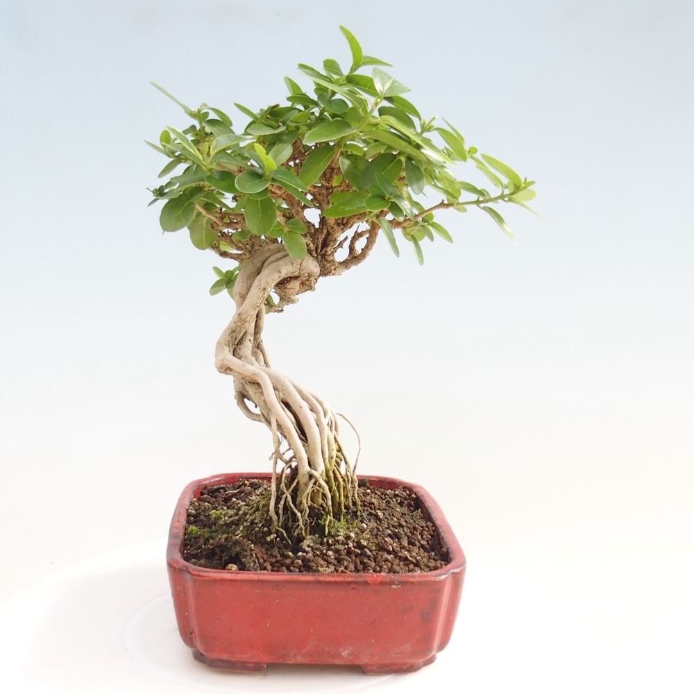 Izbová bonsai - Premna serratifolia - Kozlovoň malolistá