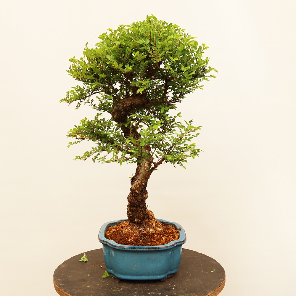 Vonkajšie bonsai - Zelkova - Zelkova NIRE