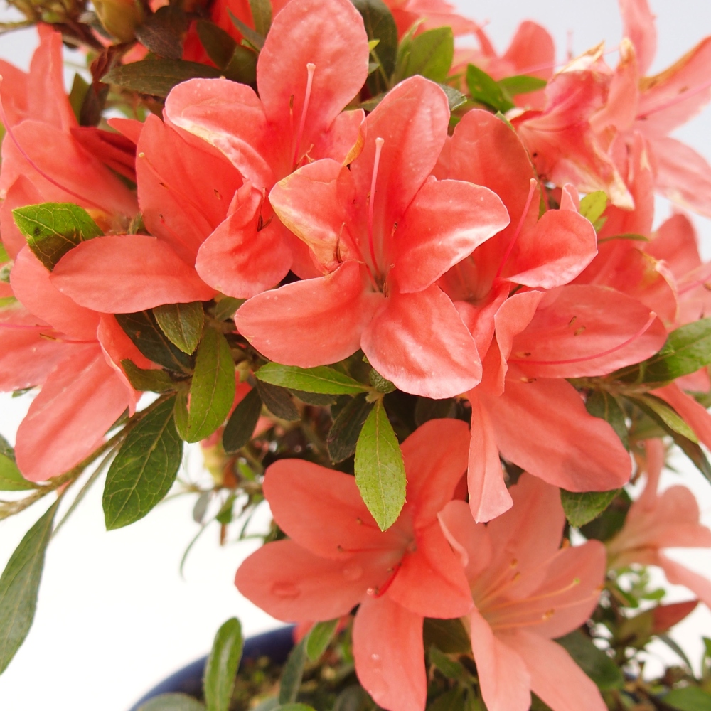 Vonkajší bonsai - Japonská azalka -  Azalea Nikko