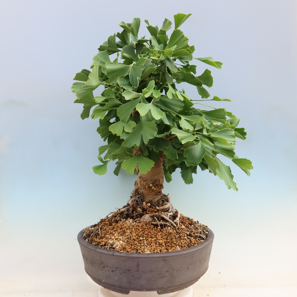 Vonkajšie bonsaje - Ginkgo biloba - Ginkgo biloba