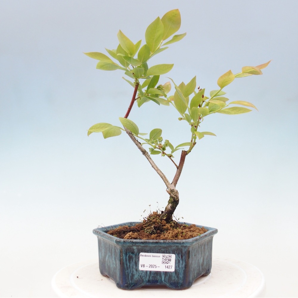 Vonkajšie bonsai - kanadská čučoriedka - Vaccinium corymbosum