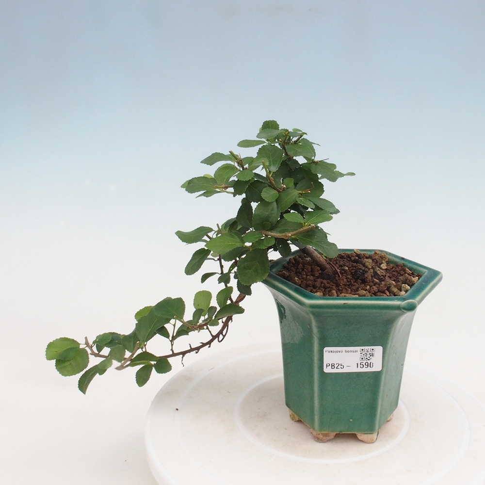 Izbová bonsai - Grewia occidentalis - Hviezdica levanduľová