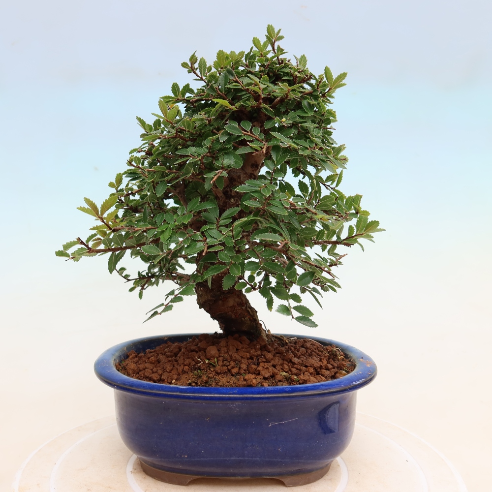 Vonkajšie bonsaje - Zelkova - Zelkova NIRE