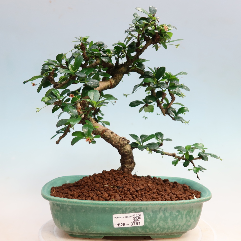 Izbové bonsaje - Carmona macrophylla - Tea fuki