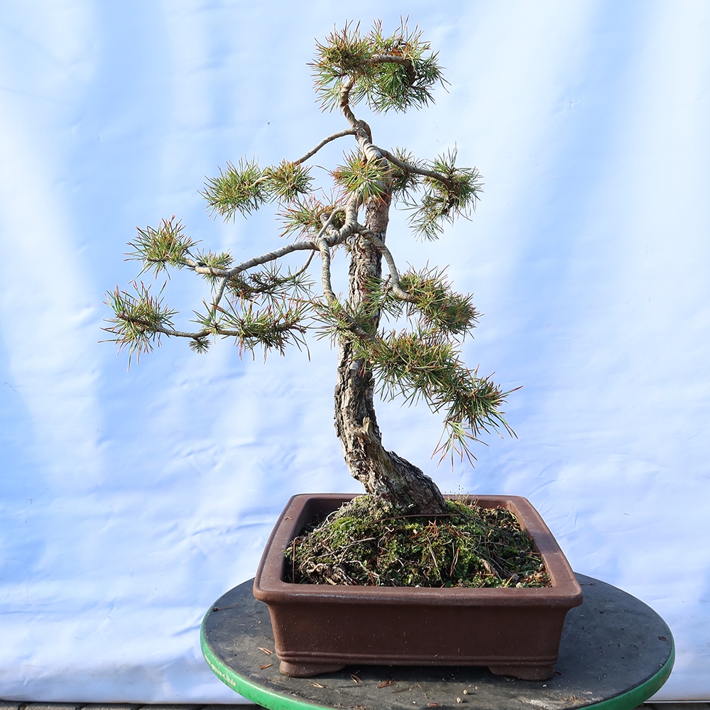 Pinus sylvestris Španielsko – borovica lesná