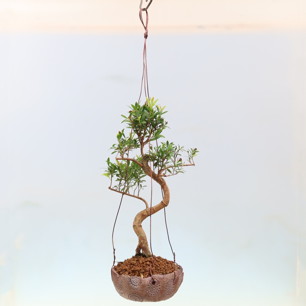 Kokedama v keramike – Syzygium – Pimentovník