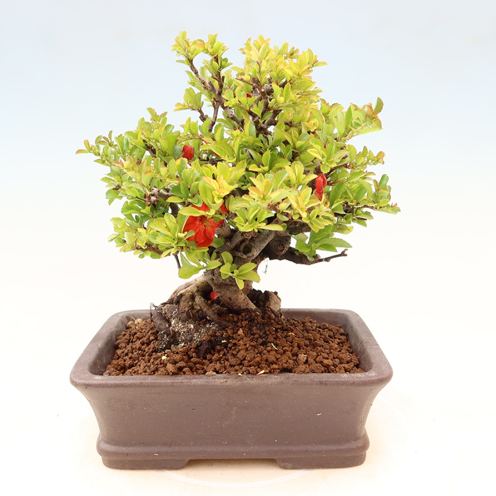 Vonkajší bonsaj - Chaneomeles speciosa Chojubai
