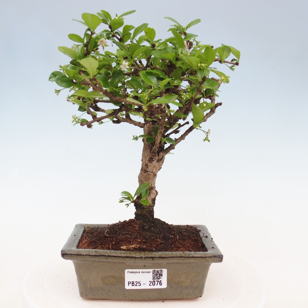 Izbová bonsai - Carmona macrophylla - Čaj fuki