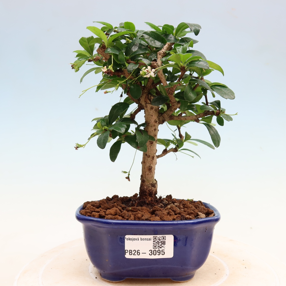 Izbové bonsaje - Carmona macrophylla - Tea fuki