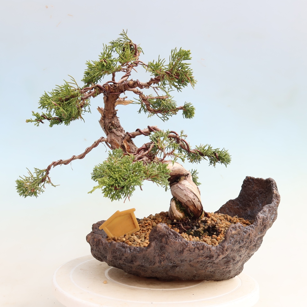 Vonkajší bonsai – Juniperus chinensis Itoigawa – čínsky jalovec