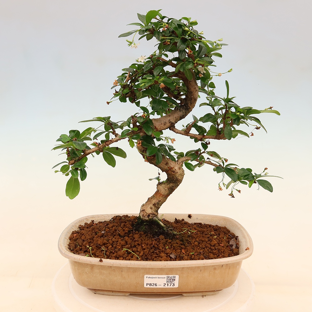Izbové bonsaje - Carmona macrophylla - Tea fuki