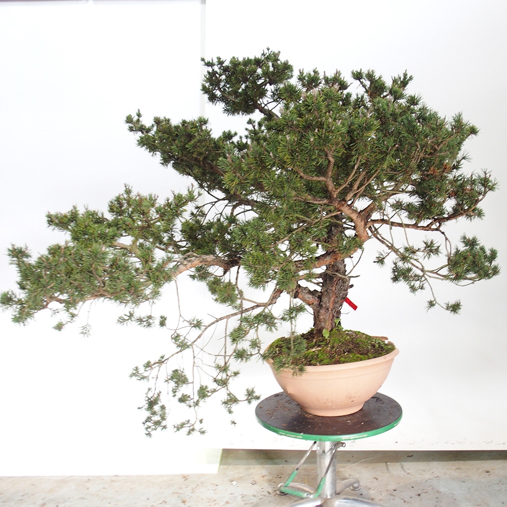 Yamadori - Pinus sylvestris Španielsko