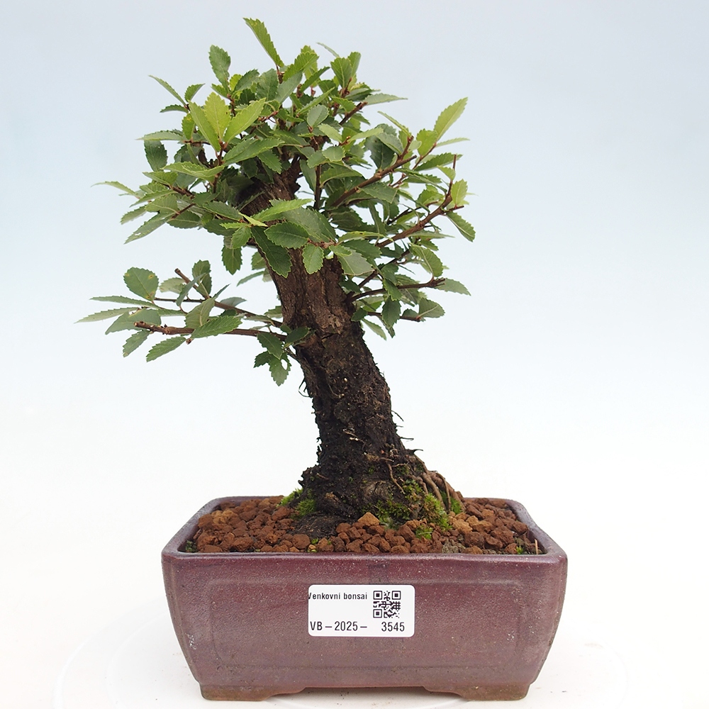 Vonkajšie bonsai - Zelkova - Zelkova Nirom