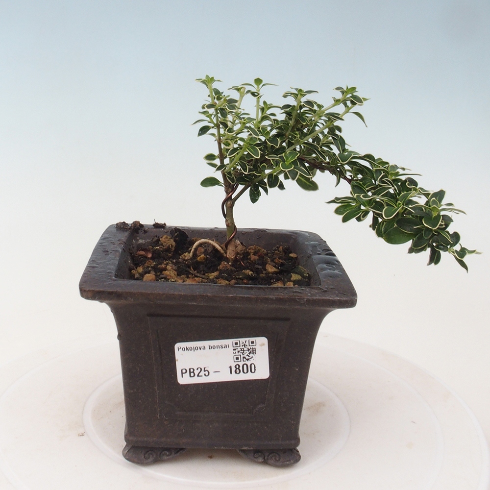 Izbová bonsai - Serissa foetida Variegata - Strom tisíce hviezd