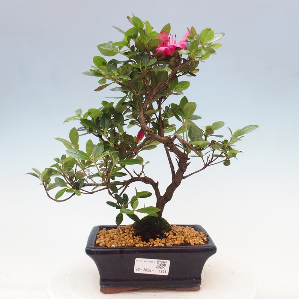 Vonkajší bonsai - Japonská azalka - Azalea sp.