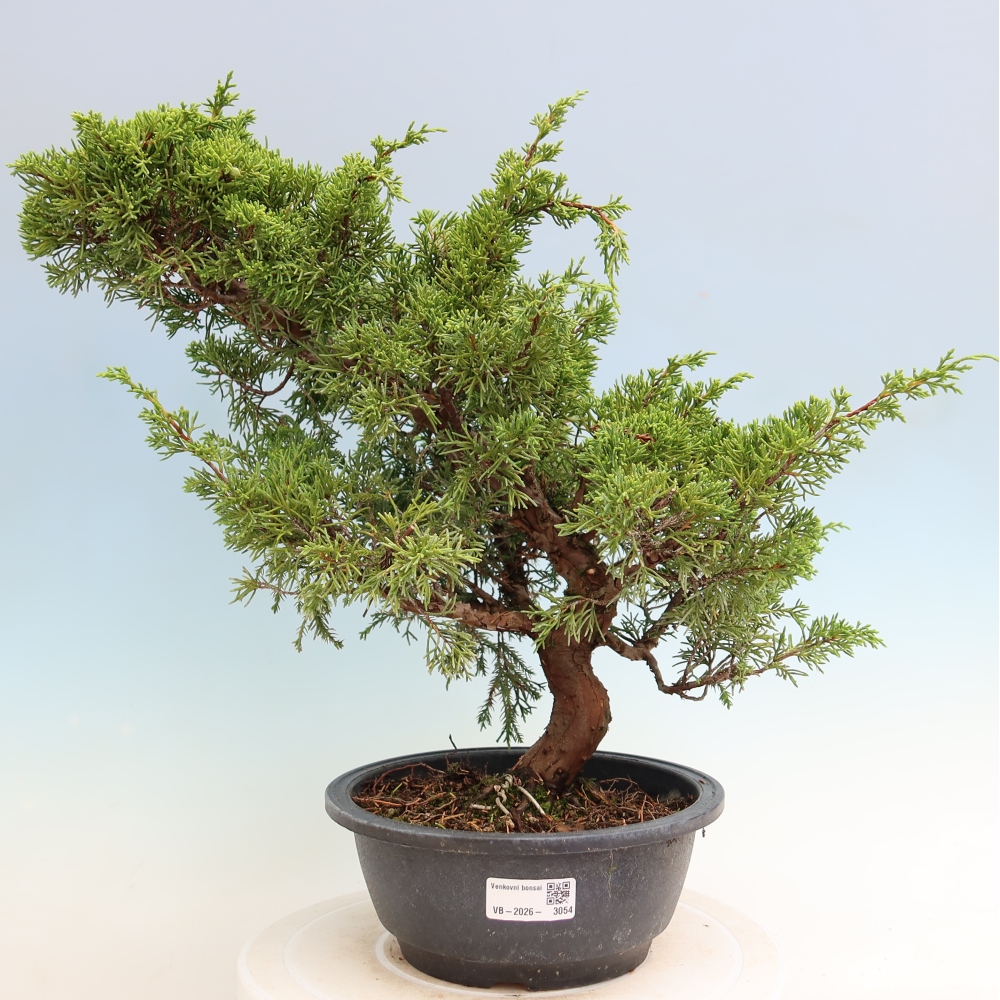 Vonkajší bonsai – Juniperus chinensis Itoigawa – čínsky jalovec