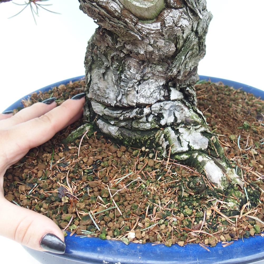 Vonkajšie bonsai - Pinus parviflora - Borovica drobnokvetá