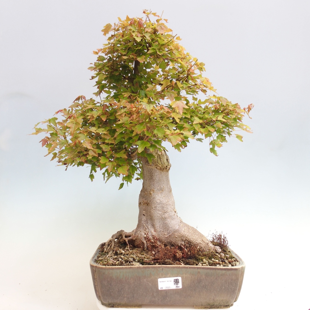 Vonkajšie bonsai - Javor Buergerianum - Javor Burgerův