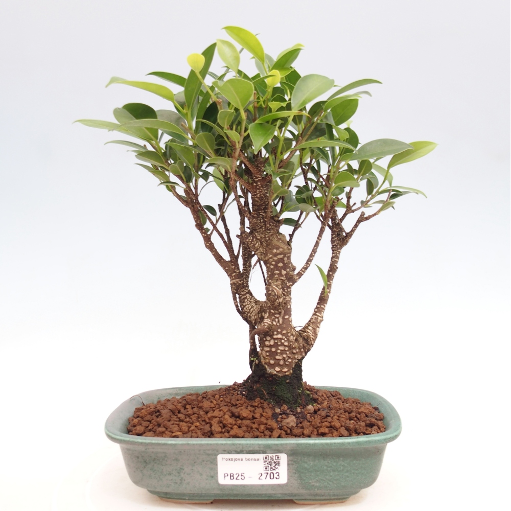 Izbová bonsai - Ficus retusa - malolistá fikus