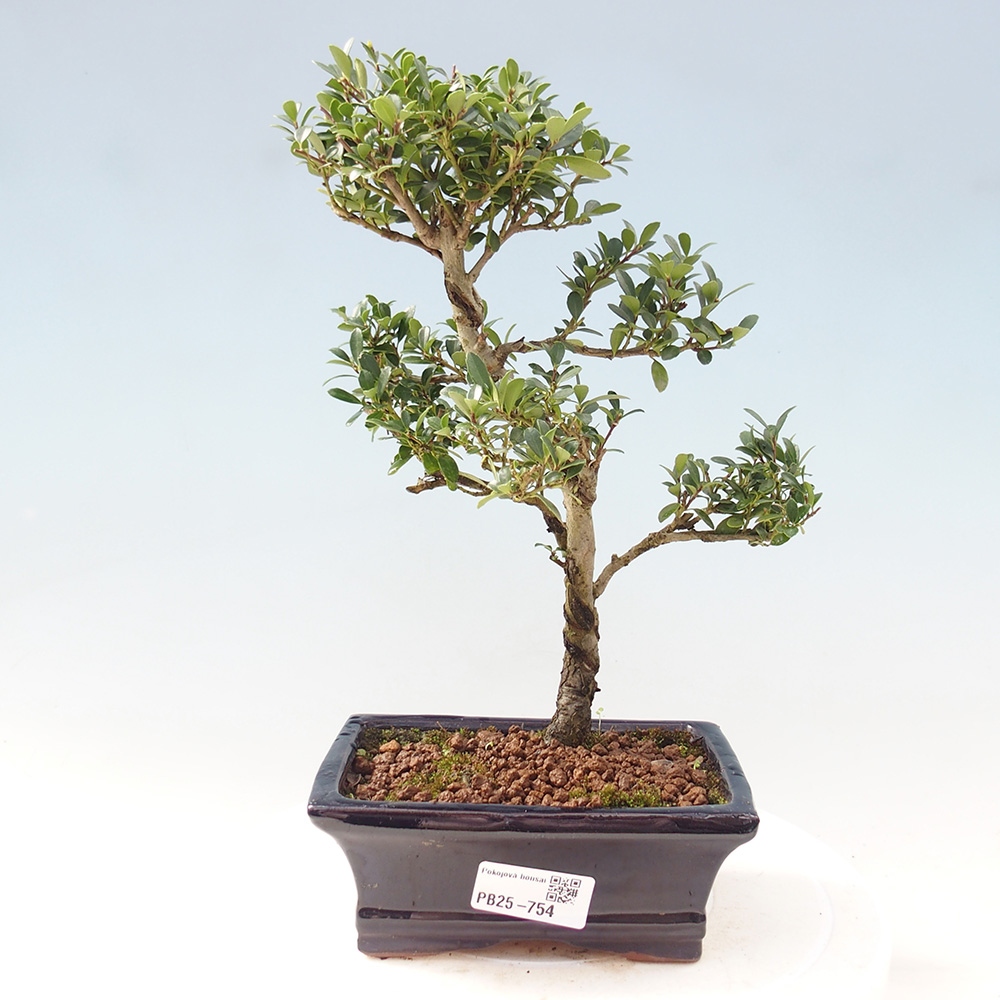 Izbová bonsai - Ilex crenata - Cezmína