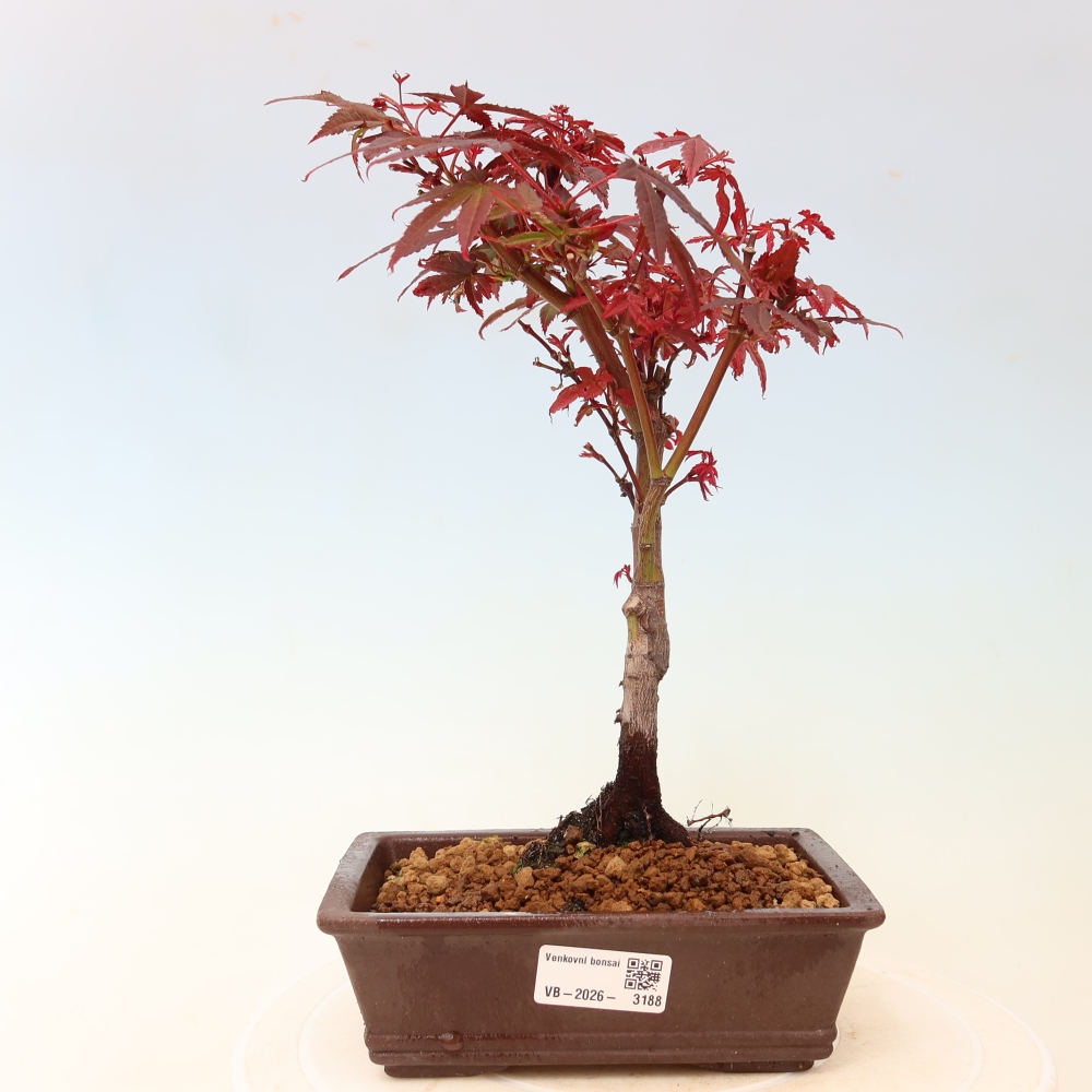 Vonkajší bonsai – javor dlaňolistý – Acer palmatum Berry Broom 