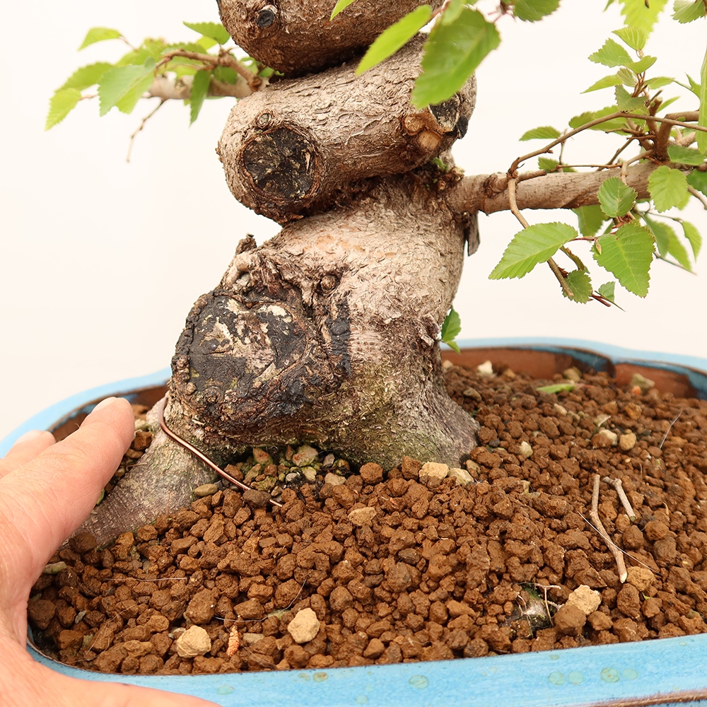 Vonkajší bonsai -Carpinus Coreana - Hrab kórejský