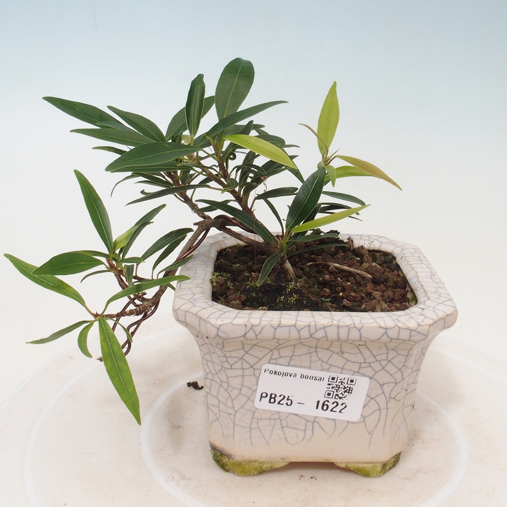 Izbová bonsai - Ficus nerifolia - malolistý fikus