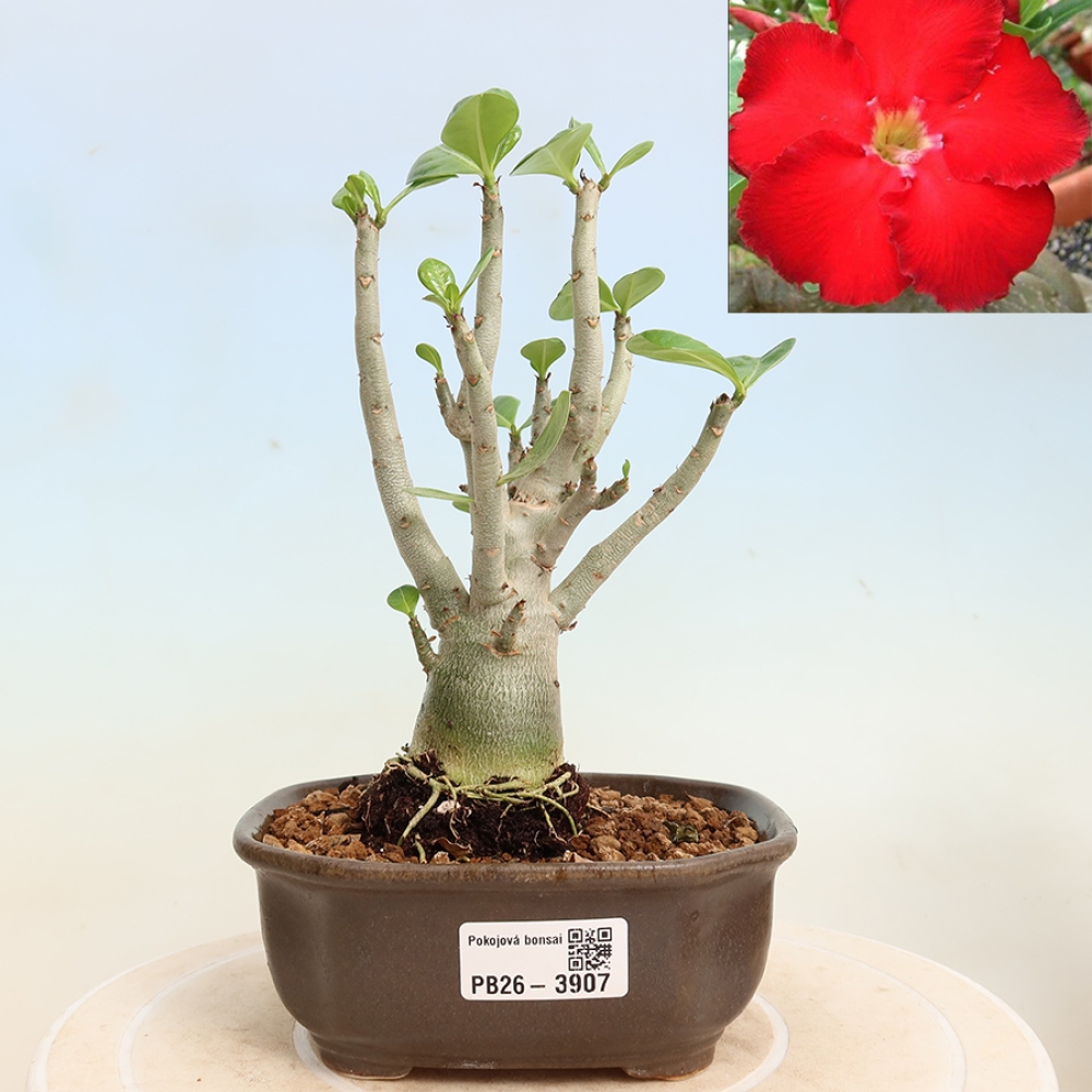 Izba bonsai – Adenium obesum Red Star – Púštna ruža