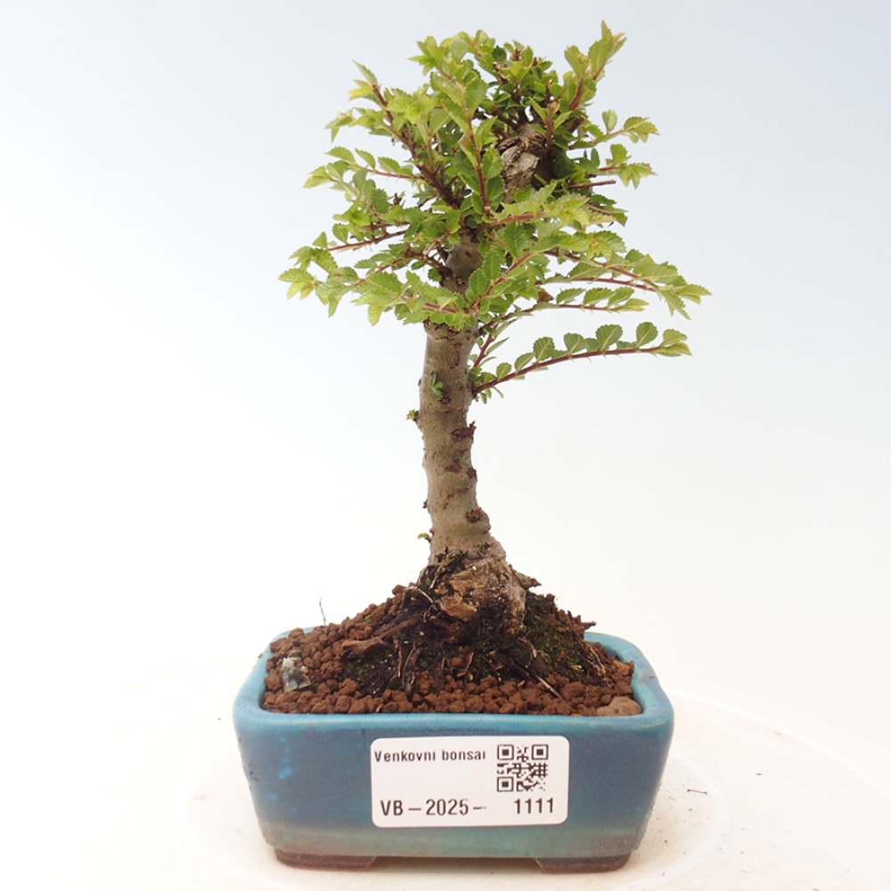 Vonkajší bonsai - Ulmus parvifolia Sagei - Malolistý brest