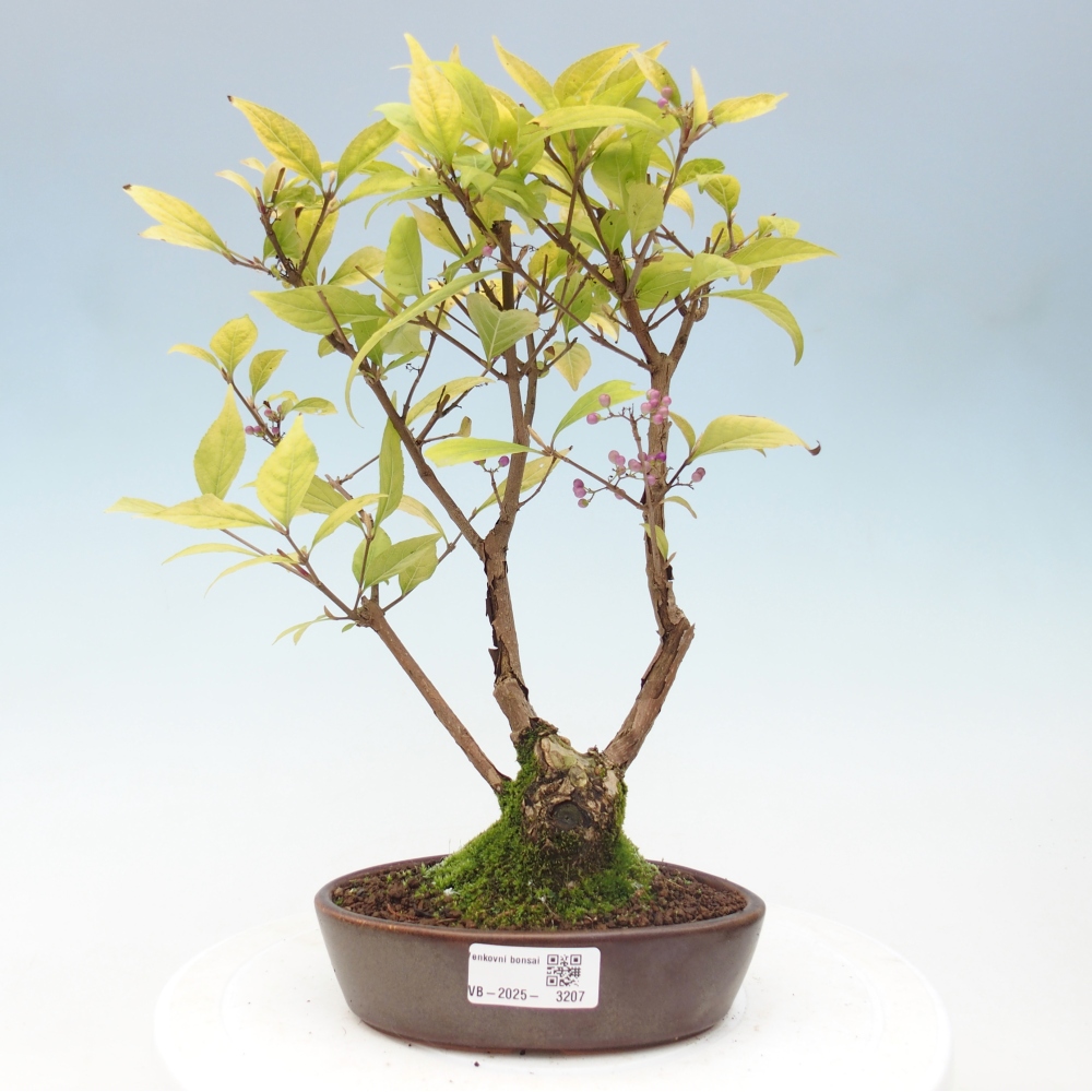 Vonkajšia bonsai - krásnoplodka - Callicarpa jap. Leucocarpa