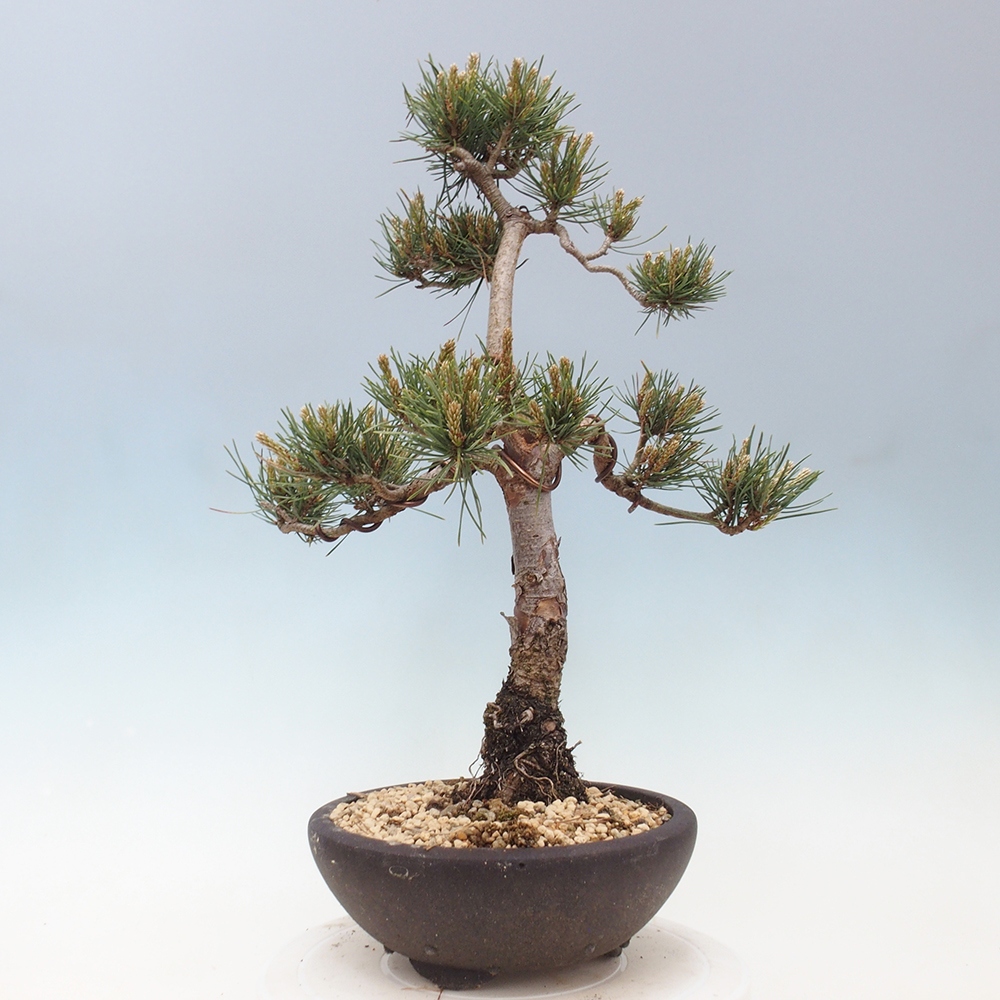 Vonkajšie bonsai - Pinus Sylvestris - Borovica lesná