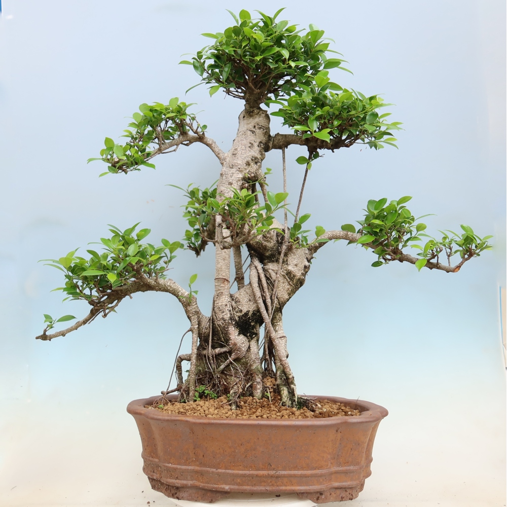 Izbové bonsaje - Ficus kimmen - drobnolistý fikus