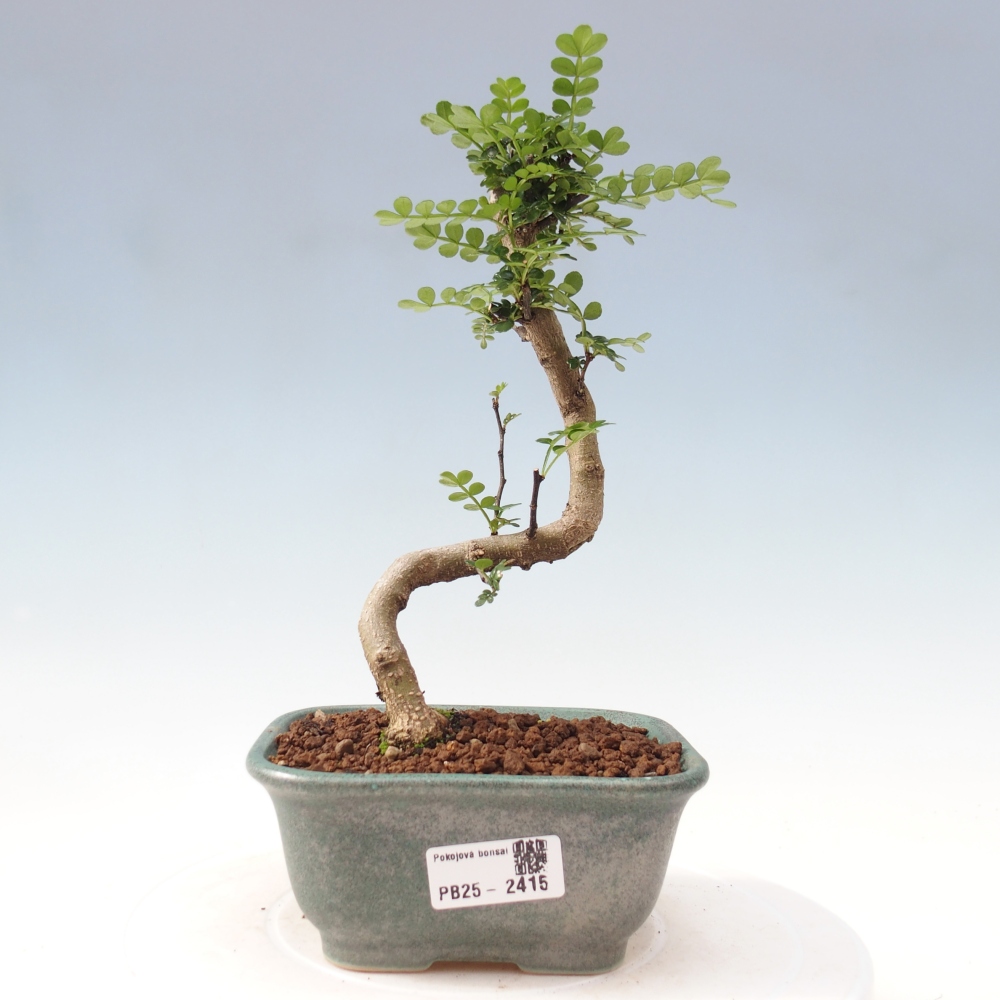 Izbová bonsai - Zantoxylum piperitum - korenistý