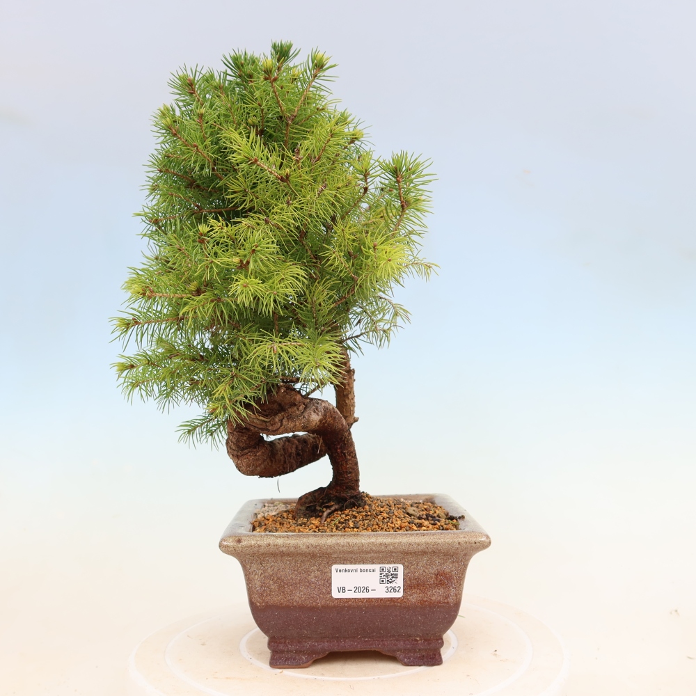 Vonkajší bonsai – Smrek sivý – Picea glauca globe